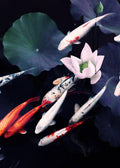 Koi Pond Poster och Canvastavla