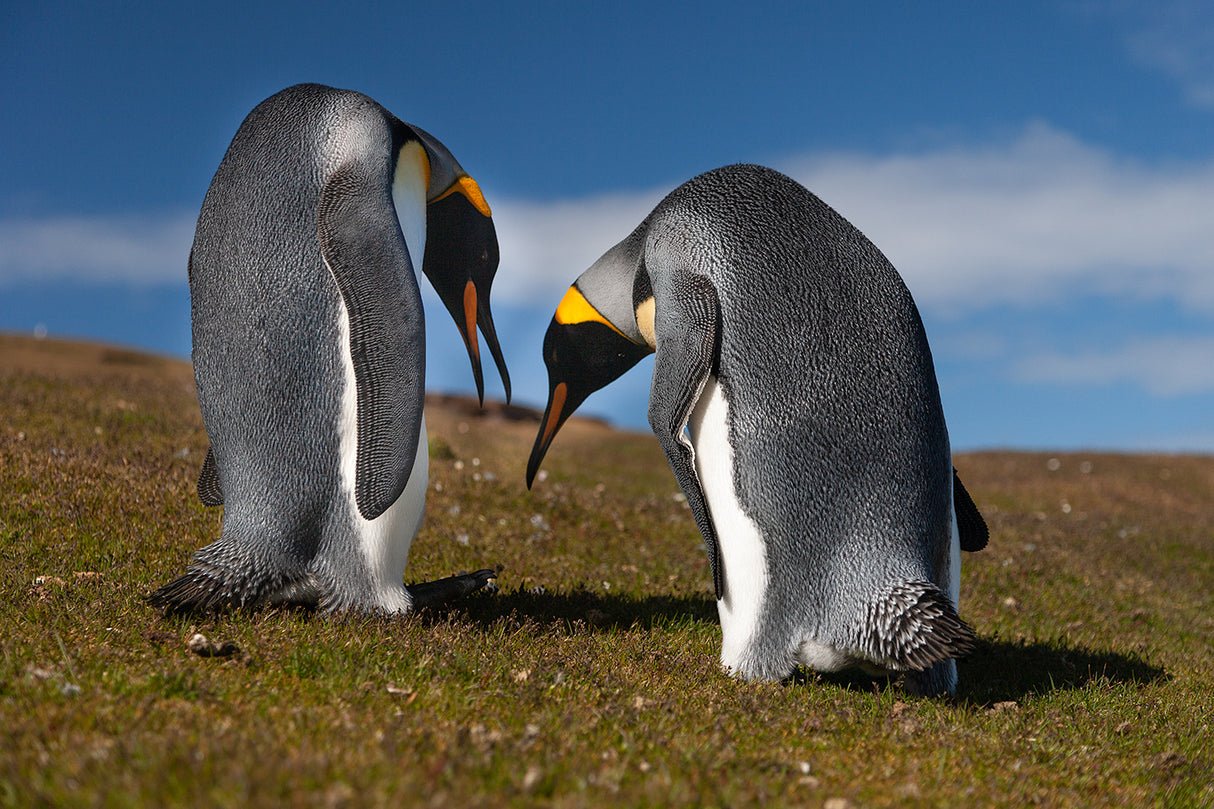 Penguins lovers Poster och Canvastavla