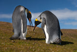 Penguins lovers Poster och Canvastavla