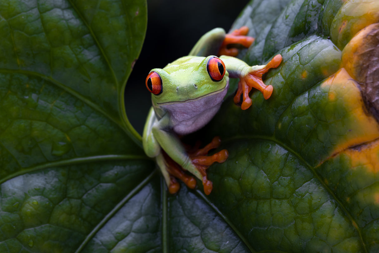 Frog Peeping Poster och Canvastavla