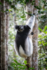 Indri lemur Poster och Canvastavla