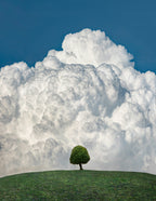 Up in the clouds Poster och Canvastavla