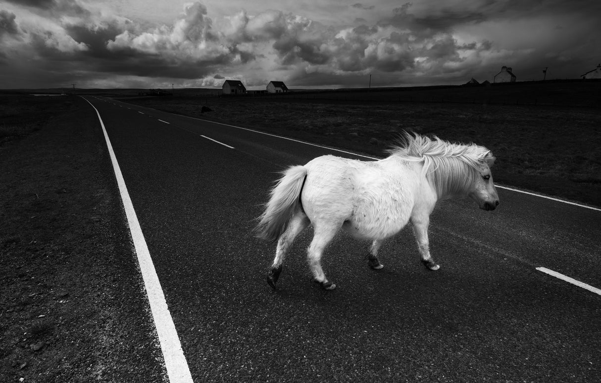 A white horse Poster och Canvastavla