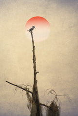 Pictorial Photography  Kingfisher Poster och Canvastavla