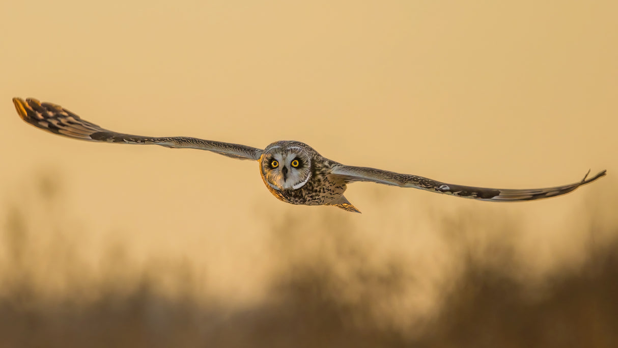 Fly in last sunset Poster och Canvastavla