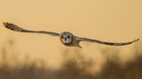 Fly in last sunset Poster och Canvastavla