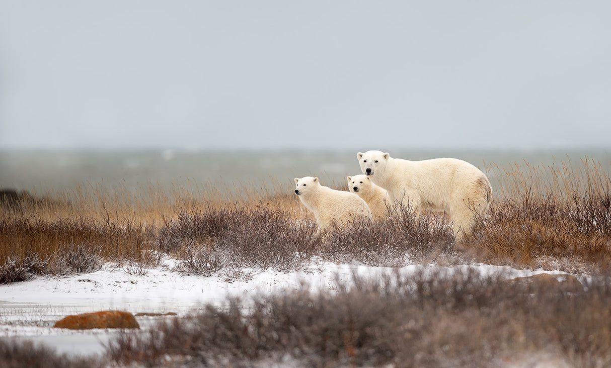 walking on the shore Poster och Canvastavla