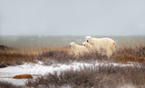 walking on the shore Poster och Canvastavla