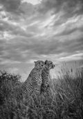 CHEETAH DREAMS Poster och Canvastavla