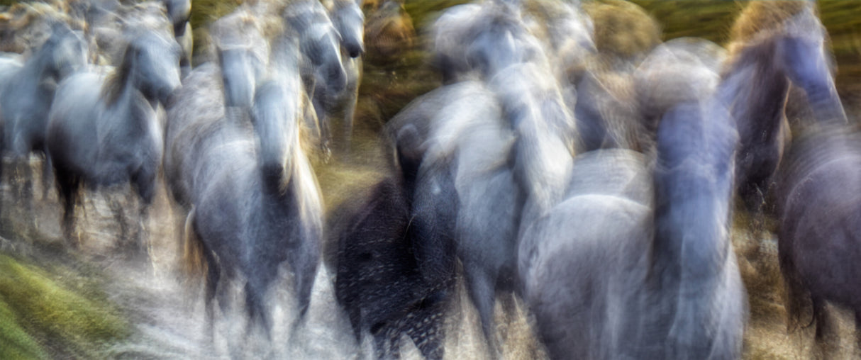 Camargue Poster och Canvastavla