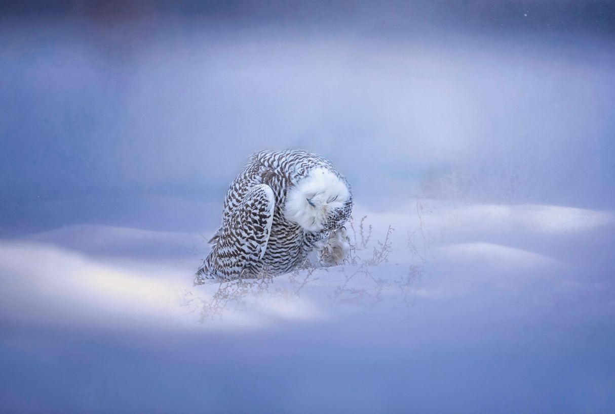 Snowy Poster och Canvastavla