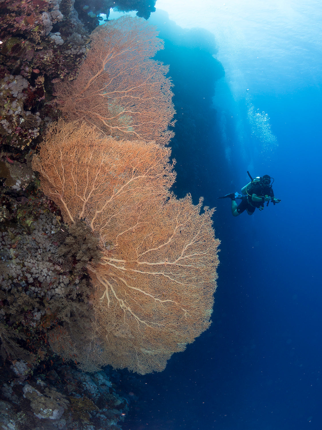 Gorgonian Coral and a diver Poster och Canvastavla