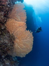 Gorgonian Coral and a diver Poster och Canvastavla