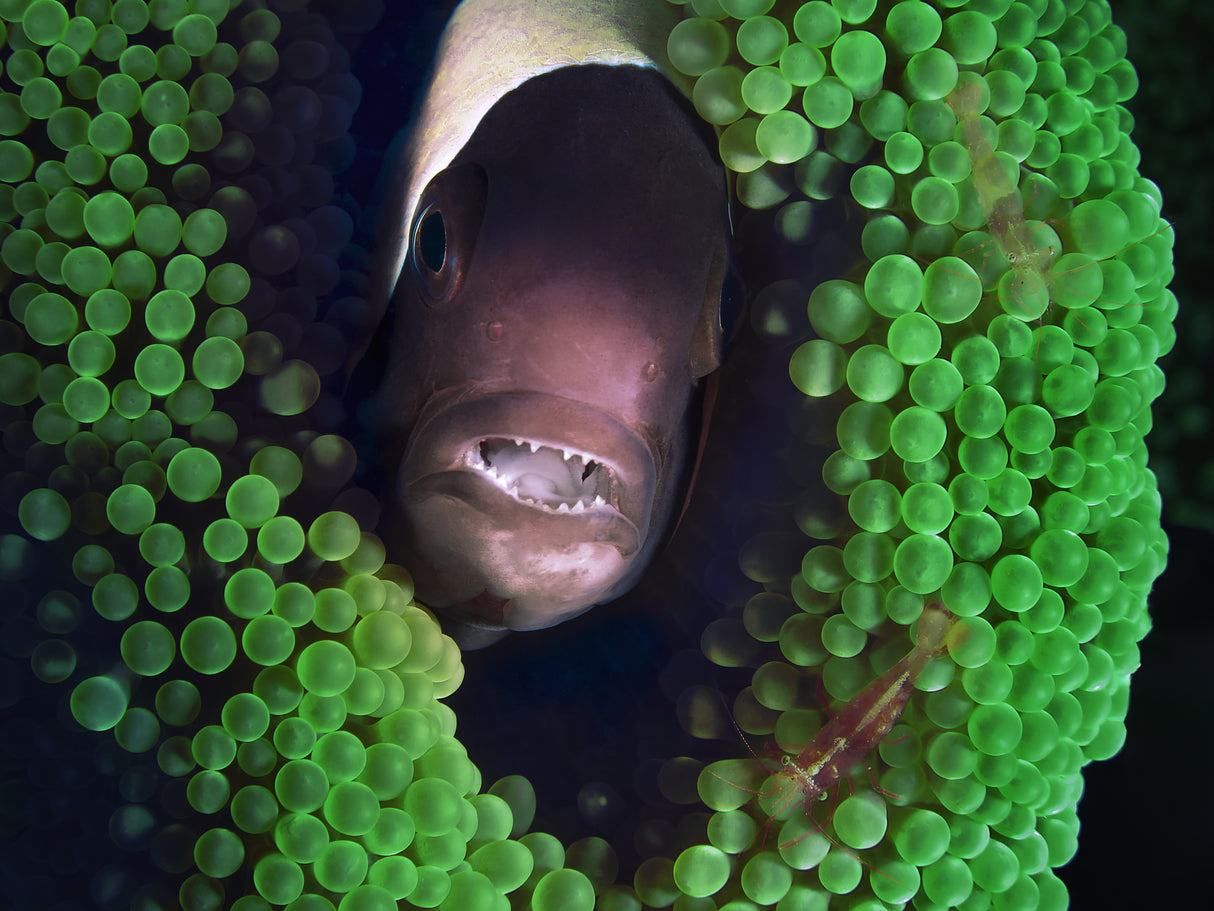 Bali Macro Crown and gumbs Poster och Canvastavla