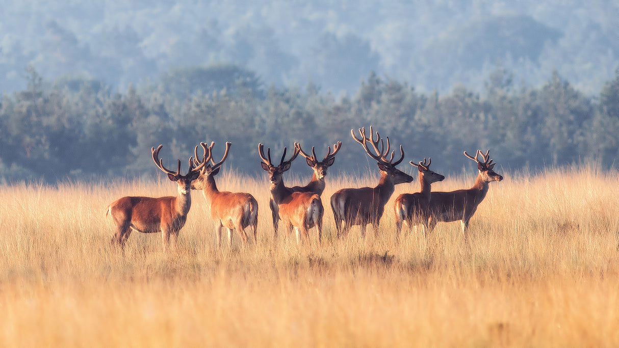 Red Deer Poster och Canvastavla