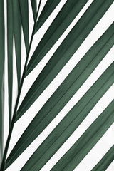 Graphic palm leaf_3 Poster och Canvastavla