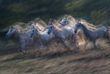 two-year-olds in a gallop Poster och Canvastavla