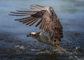 Osprey hunting Poster och Canvastavla
