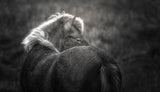 Icelandic horse Poster och Canvastavla