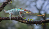 Chameleon Poster och Canvastavla