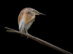 Little Bittern - Ixobrychus Minutus Poster och Canvastavla