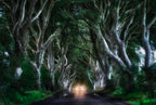The Dark hedges Poster och Canvastavla