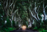 The Dark hedges Poster och Canvastavla