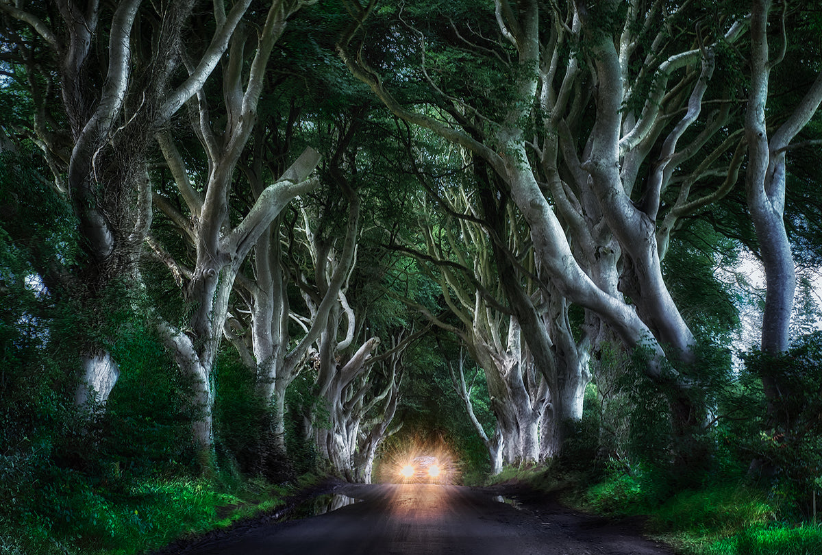 The Dark hedges Poster och Canvastavla