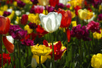 colorful tulips Poster och Canvastavla