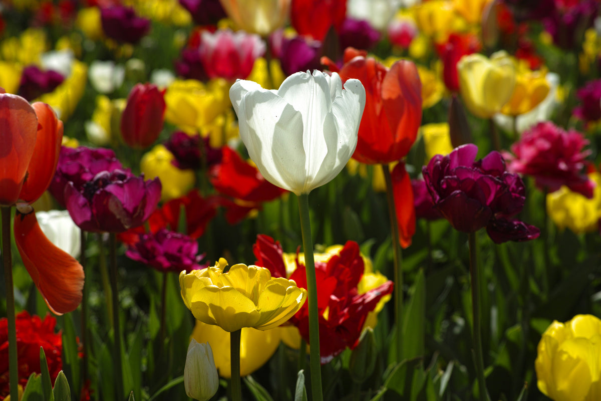 colorful tulips Poster och Canvastavla