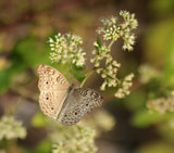 Butterflies can't see their wings Poster och Canvastavla