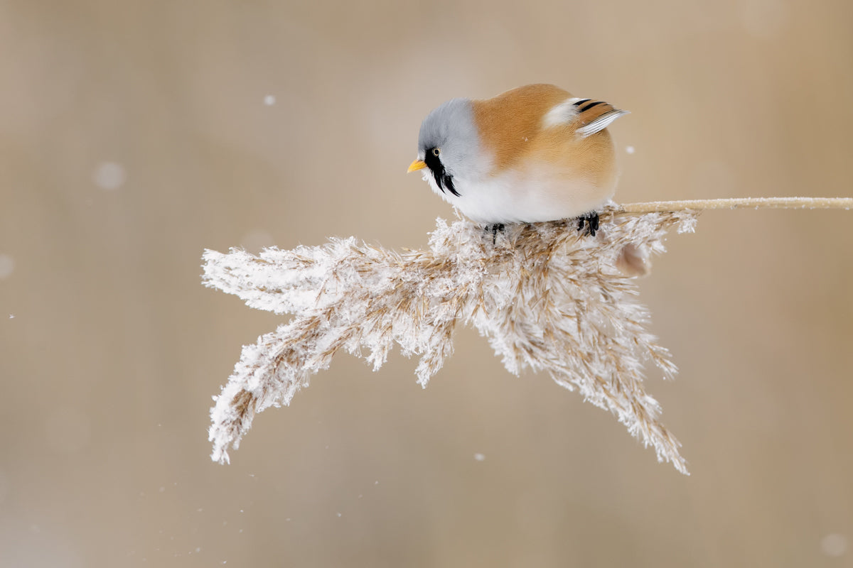 Bearded tit Poster och Canvastavla