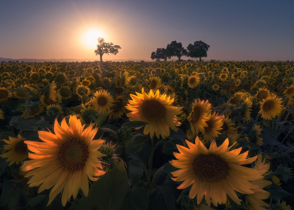 Sunflower field Poster och Canvastavla