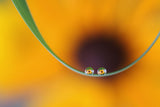 Eyes of flowers Poster och Canvastavla