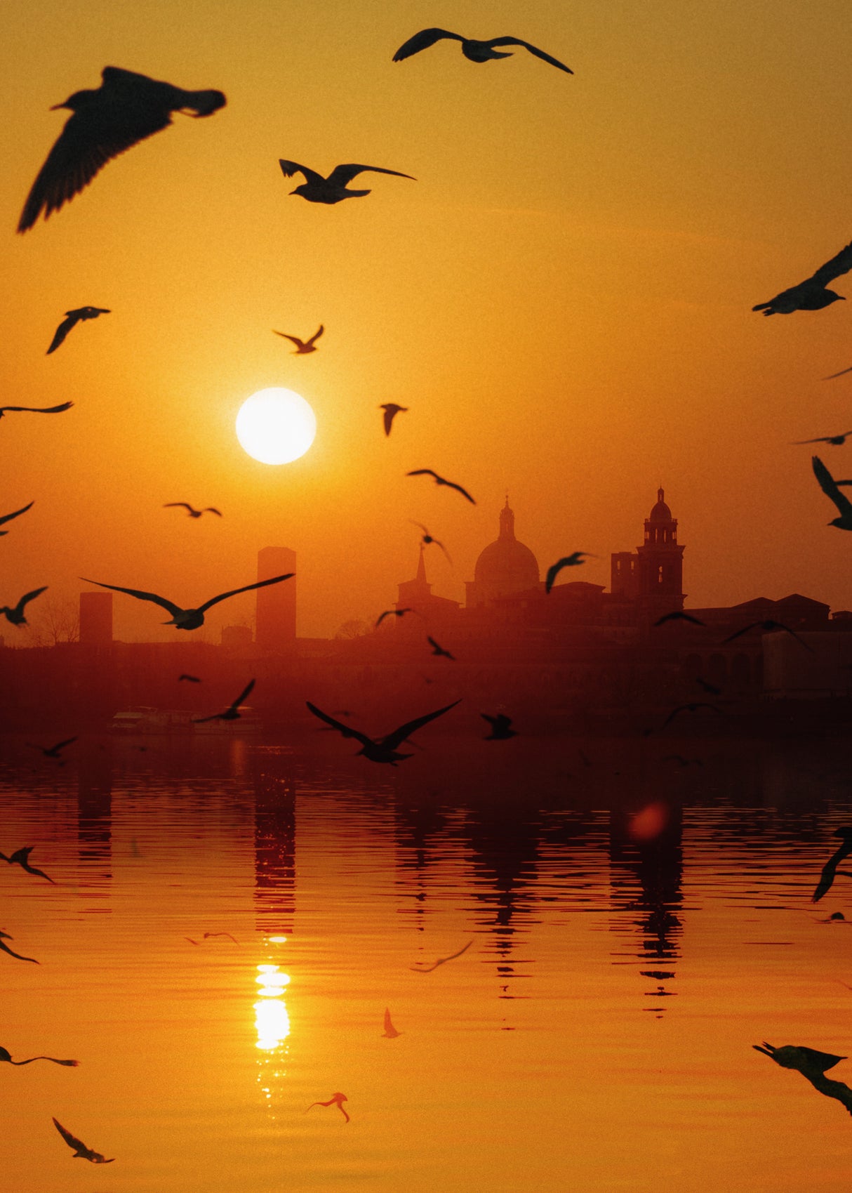 Sunset Birds Lake Poster och Canvastavla