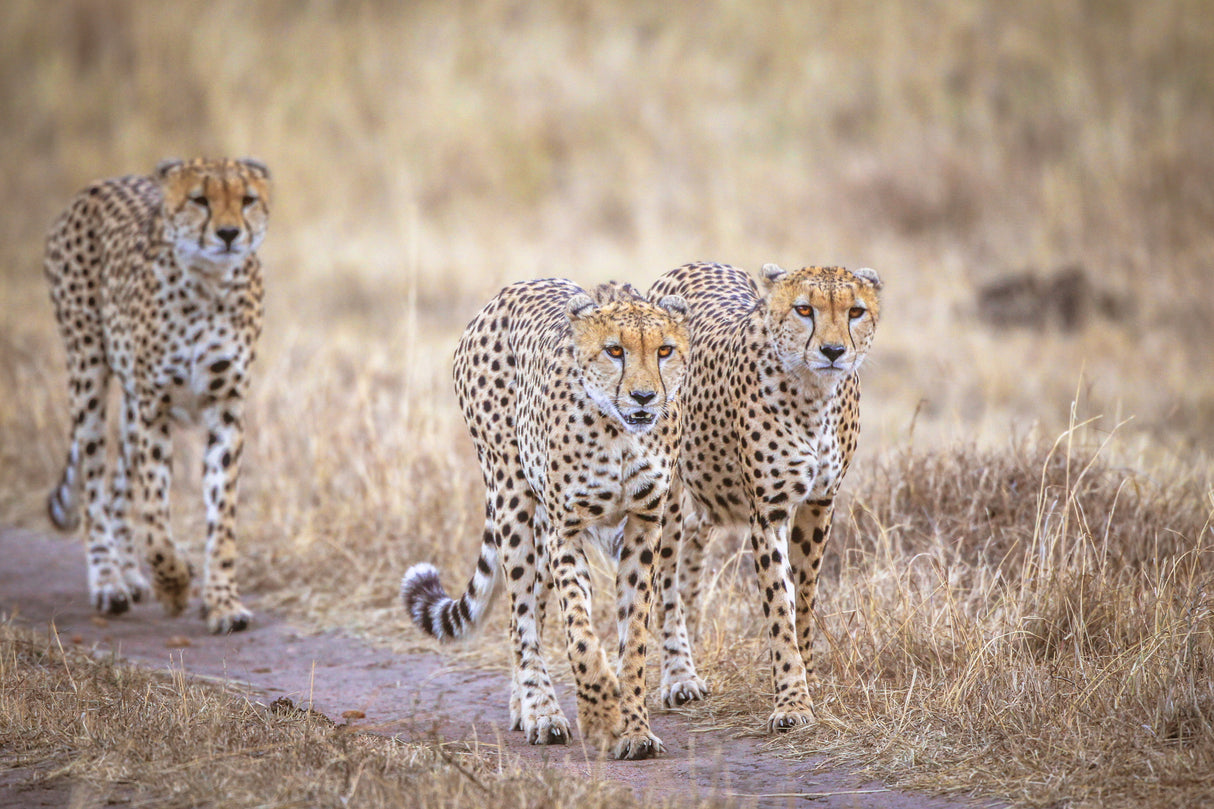 Boys on the prowl Poster och Canvastavla