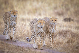 Boys on the prowl Poster och Canvastavla