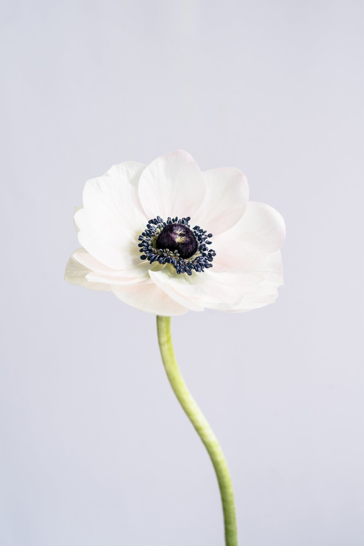 Precious Anemone Poster och Canvastavla