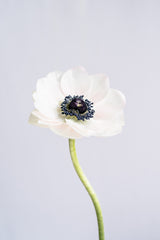 Precious Anemone Poster och Canvastavla