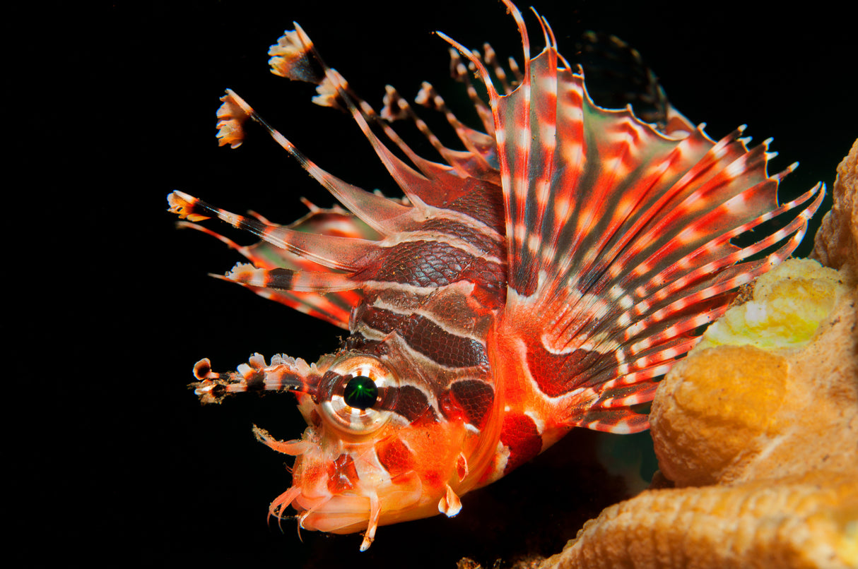 Lionfish Poster och Canvastavla