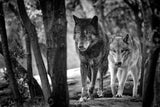 Walking wolves Poster och Canvastavla