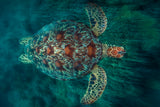 Green Turtle Poster och Canvastavla