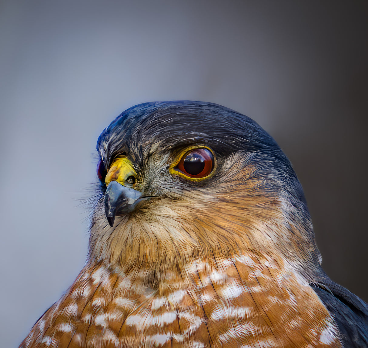 Sharp shinned hawk Poster och Canvastavla