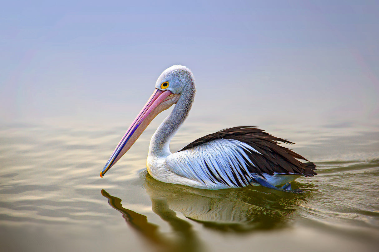 Dalmatian Pelican Poster och Canvastavla