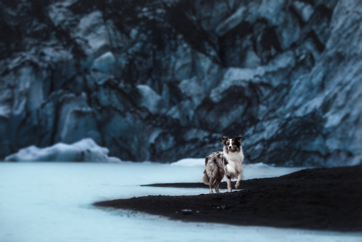 Dogs of Iceland Poster och Canvastavla