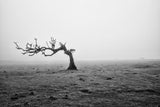 trees are friends Poster och Canvastavla