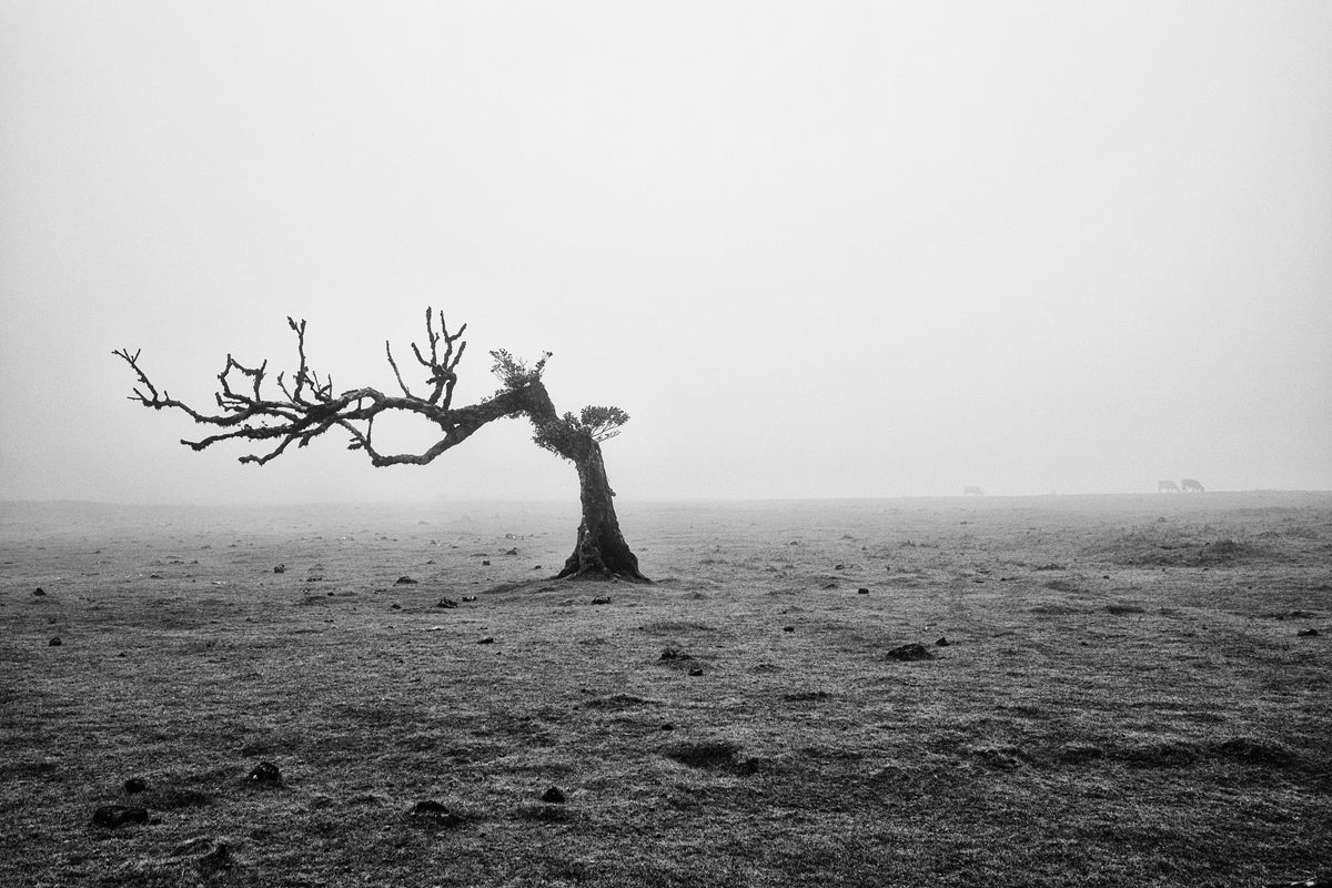 trees are friends Poster och Canvastavla