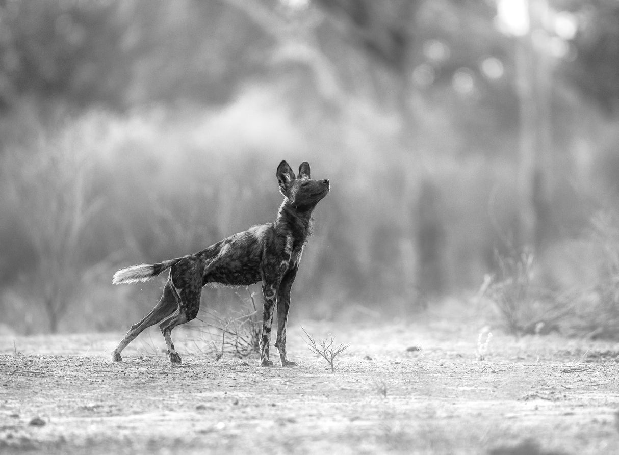THE PROUD FEELING Poster och Canvastavla