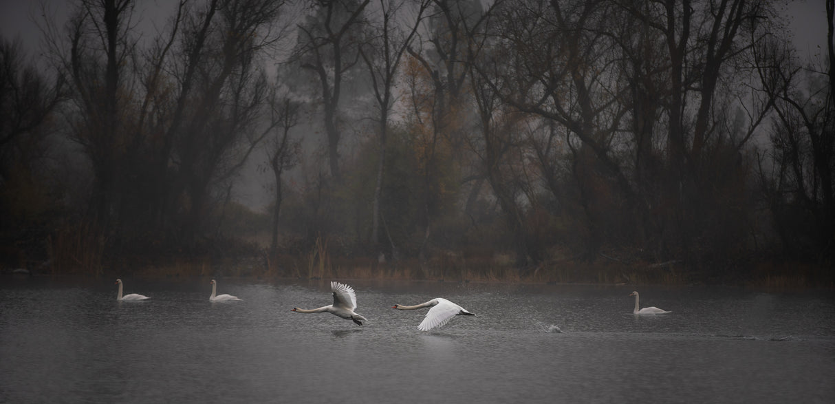 Flying low above the foggy lake Poster och Canvastavla