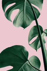 Monstera Pink No 06 Poster och Canvastavla